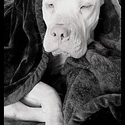 Kansas City, Missouri - American Bulldog. Meet Annik , a ...