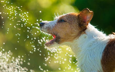 Most dog water fountains feature either a circular or a waterfall stream of water. Best Dog Water Fountain - Outdoor und Indoor Optionen ...