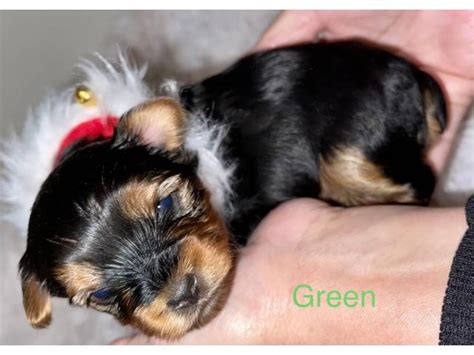 There are dozens of deserving puppies up for adoption at animal shelters in and around austin. Litter of Yorkie puppies available in Austin, Texas ...