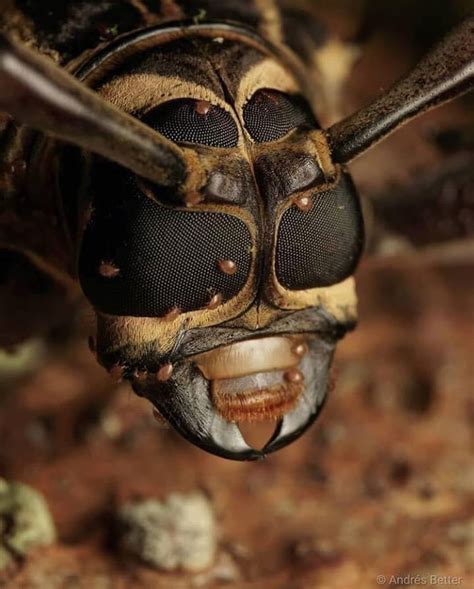 We did not find results for: Spectacular macrophotography of the face of a harlequin ...