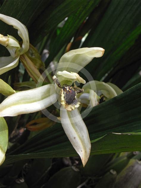 The attractive flowers are held upright, unlike coelogyne pandurata, and the flowers are also smaller. Coelogyne pandurata | Black Orchid information & photos