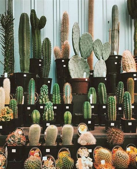 The factors include the size of the plant, the season, growing medium (potted or outdoor), temperature and humidity. How Long Can a Cactus Live Without Water? | Succulents ...