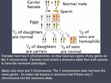 They are essentially just like any other chromosome and. Can A Recessive Trait Be On The Y Chromosome / Color ...