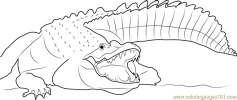 Steve the crocodile hunter coloring page. Adult Nile Crocodile Coloring Page for Kids - Free ...