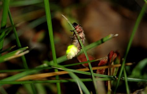 Sankthansorm, bille hørende til blødvinger. Mød naturens blinkende lygte - Naturfamilier