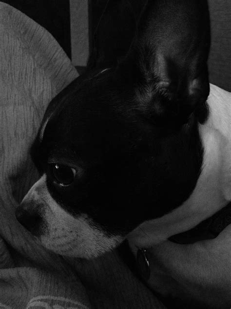 Black solid black boston terriers. BT in black and white | Terrier, Boston terrier, Breeds