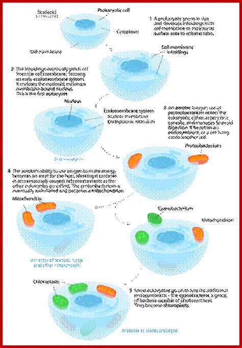 All plant cells have mitochondria. Mitochondria