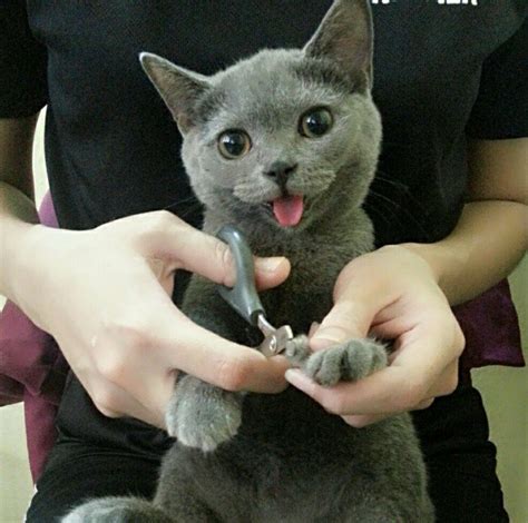 About 147 of commissioner for oaths in pahang. Kuantan PETZ Garden - Adoi‼️ macam2 Kalau dah takde keje ...