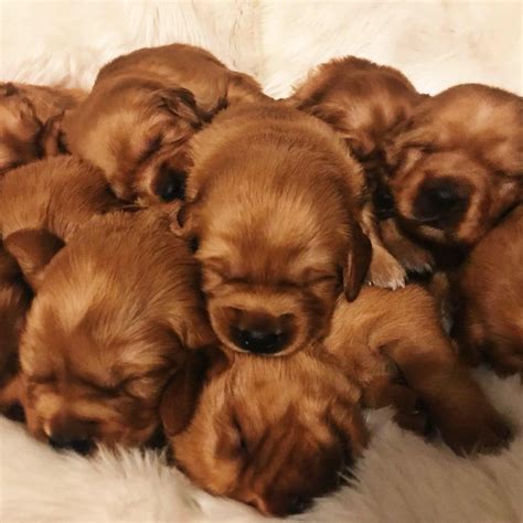 Find golden retrievers dogs and puppies for sale across australia. Red Golden Retriever Puppies Near Me - petfinder