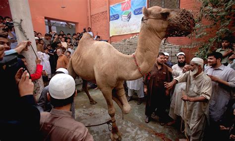 Pakistanis celebrate Eid with prayers, sacrificial animals ...