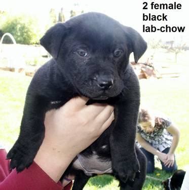 Lab chow mix is a crossbreed of labrador retriever and chow chow, also known as chabrador, labrachow, or chow lab mix. Lab/Chow mix puppies: 8 wks, 4 females, 1st shots, wormed, h. guart'd for Sale in Ault Field ...