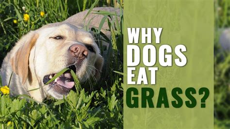 If your dog has these symptoms, it would be safe to take him to a vet. Why Dogs Eat Grass? - Science & Reasons - Petmoo