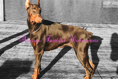 If you are interested in our puppies and would like further information please do not hesitate to contact me. Afd Puppies: Doberman Pinscher puppy for sale near Albany ...