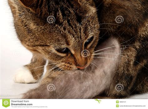 Causes, symptoms & home remedies. Cat with dermatitis stock image. Image of body, allergy ...