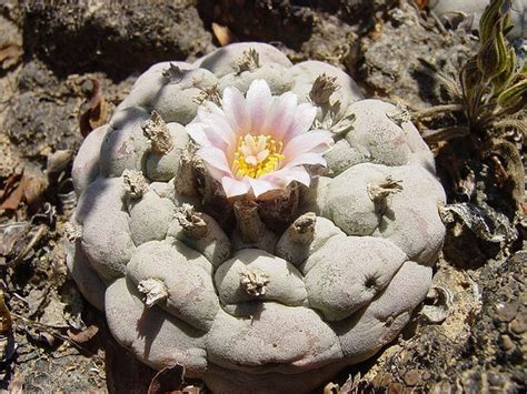 Here is all you need to know. A Helpful Breakdown Of Reasonable Lophophora Williamsii ...