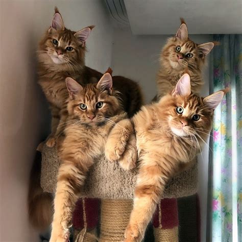 Maine coon temperament and personality. Pin on Maine Coon Cat