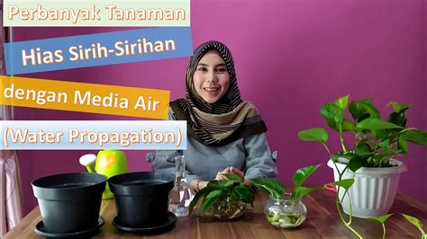 Berbagai jenis tanaman air hias yang indah dan cantik sebenarnya sangat mudah kita pelihara. Perbanyak Tanaman Hias Sirih - Sisirihan dengan Media Air ...