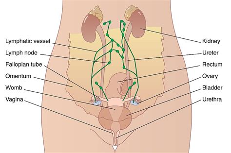The pelvic diaphragm and fascia. Female Abdominal Anatomy, Artwork Photograph by Peter Gardiner