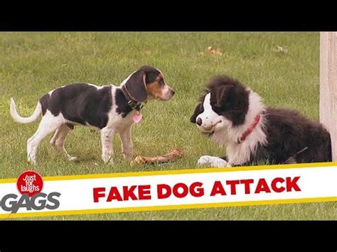 States where fake service dogs are illegal. When Real Dogs Meet a Fake One... | Funny