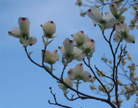 Pink flowering dogwood tree for sale near me. Trees: Dogwood