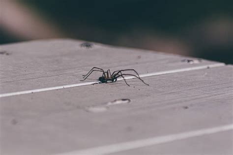 Spiders are tricky little guys and are extremely clever and mostly solitary creatures. How to Get Rid of Spiders in Your Car - Pest Control Zone