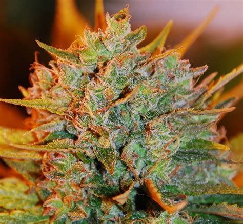 Be careful cause this strain will knock you. Northern Light x Big Bud Auto (by Expert Seeds ...