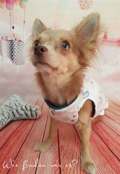 Pullover nähen freebook bluse nähen schnittmuster bluse damen kostenlose schnittmuster jerseykl. Chihuahuapullover Schnittmuster Nähen : Doggy Hunde ...