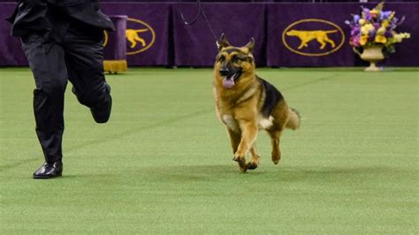 ใครก็ตามที่ได้พบเห็น เรนเจอร์ (ranger) สุนัขพันธุ์เยอรมันเชพเพิร์ด (german shepherd) ต่างก็ต้องหลงรักในความน่ารักน่าเอ็นดูของมัน ทุกคนต่างคิดเหมือนกัน. เยอรมันเชพเพิร์ดคว้าแชมป์ยอดสุนัขสหรัฐ