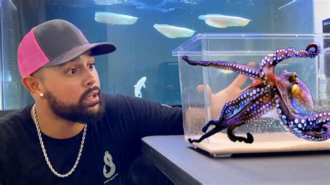 To find out which is the best silicone to use as aquarium owners, we have to cool down the environment. Saltwater CRITTER CAGE DIY AQUARIUM For VICIOUS OCTOPUS ...