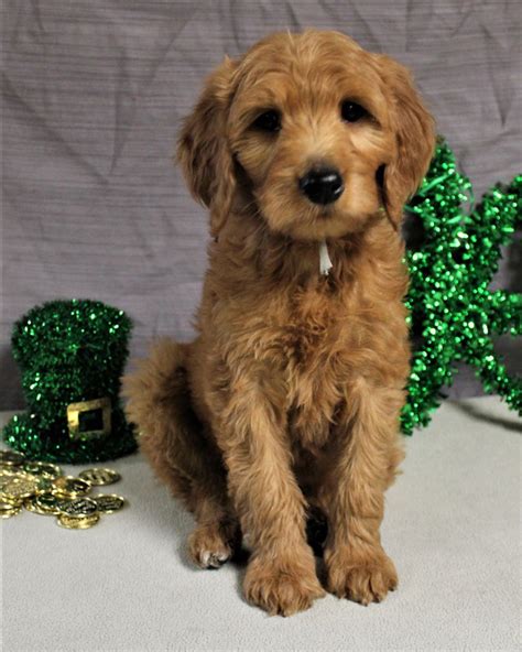 From standard goldendoodles that weigh up to 100 lbs, to micro goldendoodles that weigh as little as 15, there is a wide range of colors and sizes for you to. Red Goldendoodle and Mini Bernedoodle Puppies for Sale in ...