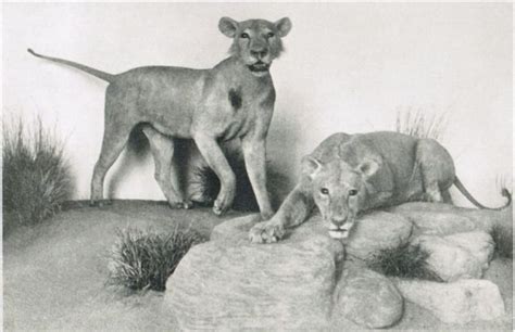 2 familias, 2 clases sociales, 2 enamorados, 1 apellido. La Verdadera Historia de los Leones de Tsavo