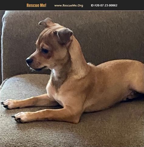 Looking for sahuaro dachshund rescue adoptions or lost pet reports? ADOPT 20072300062 ~ Dachshund Rescue ~ Tucson, AZ
