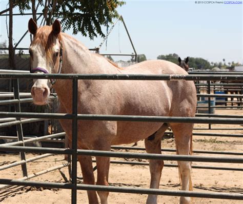 Adopters must satisfy the society that they will provide a suitable home for the animal and look fill in our adoption registration form. Denver ID#19019913 is a 7 year old Azteca Cross Gelding ...