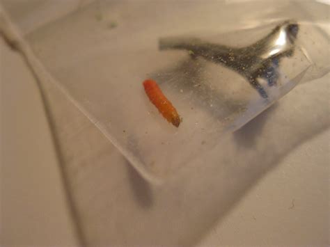 Oct 19, 2011 · and how do you read this: *Official* 'Cannabis Worm' thread. | Grasscity Forums ...