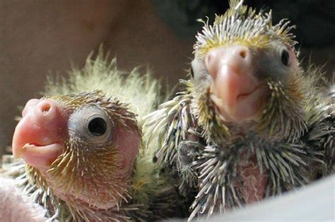 Ultimately, the answer depends entirely on the amount of time the mouse has been in your home. How to successfully breed sweet baby Cockatiels | HubPages