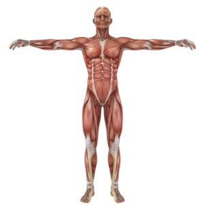 Mighty muscles year 3 lesson pack 5 contains: Beginners Guide To Muscle Anatomy for Strength Training ...