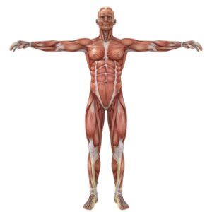 Mighty muscles year 3 lesson pack 5 contains: Beginners Guide To Muscle Anatomy for Strength Training ...