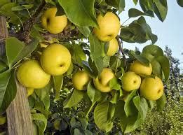 This brown to golden brown russet shinko asian pear has yellowish white flesh. Pyrus pyrifolia 'Shinko' Asian Pear - One Earth Botanical