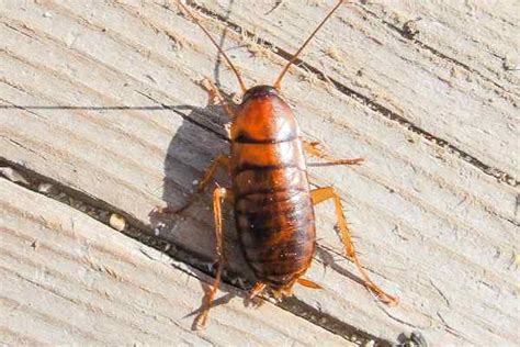 Terminix provides cockroach extermination from local pest control experts. Greater Houston TX Pest Control Experts