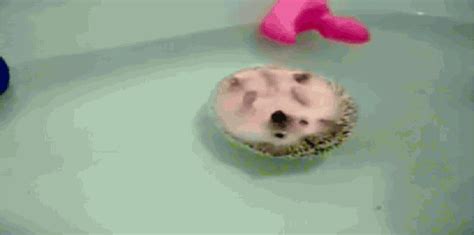 We do produce a wide variety of hedgehog babies in various i use backdrops, create sets and props and use lighting to capture humphrey as if he were in a movie scene. A Cute Hedgehog Floating In A Bath Tub | Bored Panda