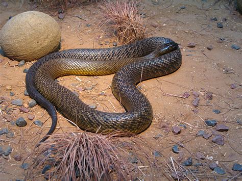 Kenali jenis ular berbisa di malaysia serta tips berhadapan dengannya iluminasi. 10 jenis ular dengan bisa paling mematikan. - AMPUH BLOG