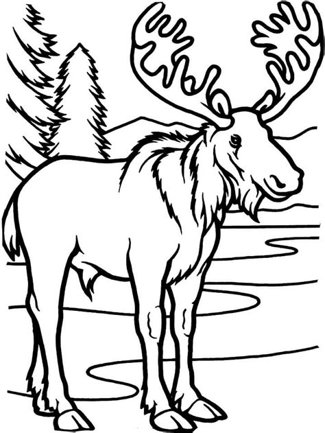 Free for commercial use no attribution required high quality images. Moose Coloring Pages - Free Printable Coloring Pages for Kids