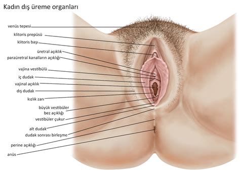 We did not find results for: Vulva Nedir, Vulva Ağrısı ve Vulva Kanseri Neden Olur?