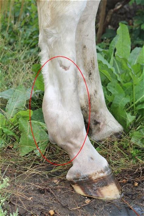 As a tendon is part of a muscle, ca. Horse Health: Bowed Tendon - Horse-Pros.com