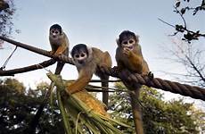 monkey monkeys squirrel zsl zoological