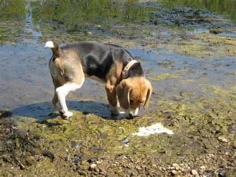 Some crystals, such as struvite, ammonium urate, or cystine, can be dissolved by changing the dog's diet. What Causes Crystals In Dog Urine?