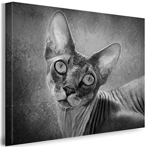 Getigert sehr verschmust, grosse pfoten mit viel weiss, ein bisschen mager. Julia-art Leinwandbilder - Sphynx, Katze Schwarz Weiß Bild ...