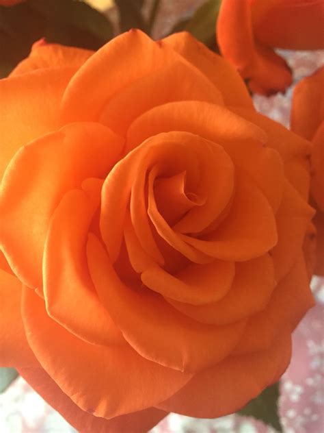Fiori simili alle rose nome : My nans beautiful roses | Fiori