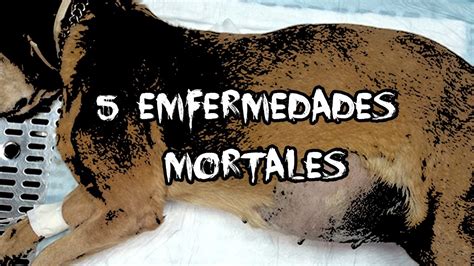 Estas enfermedades tienden a ser hereditarias. 5 enfermedades mas EXTRAÑAS en perros - YouTube