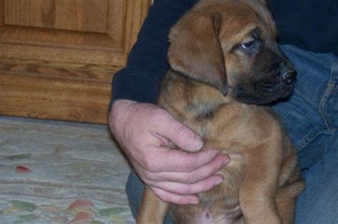 Will have deworming, vet checked, and first round of vaccines. "Waiting for you!!, "English Bull Mastiff Puppies!!!" for Sale in Little Falls, Minnesota ...